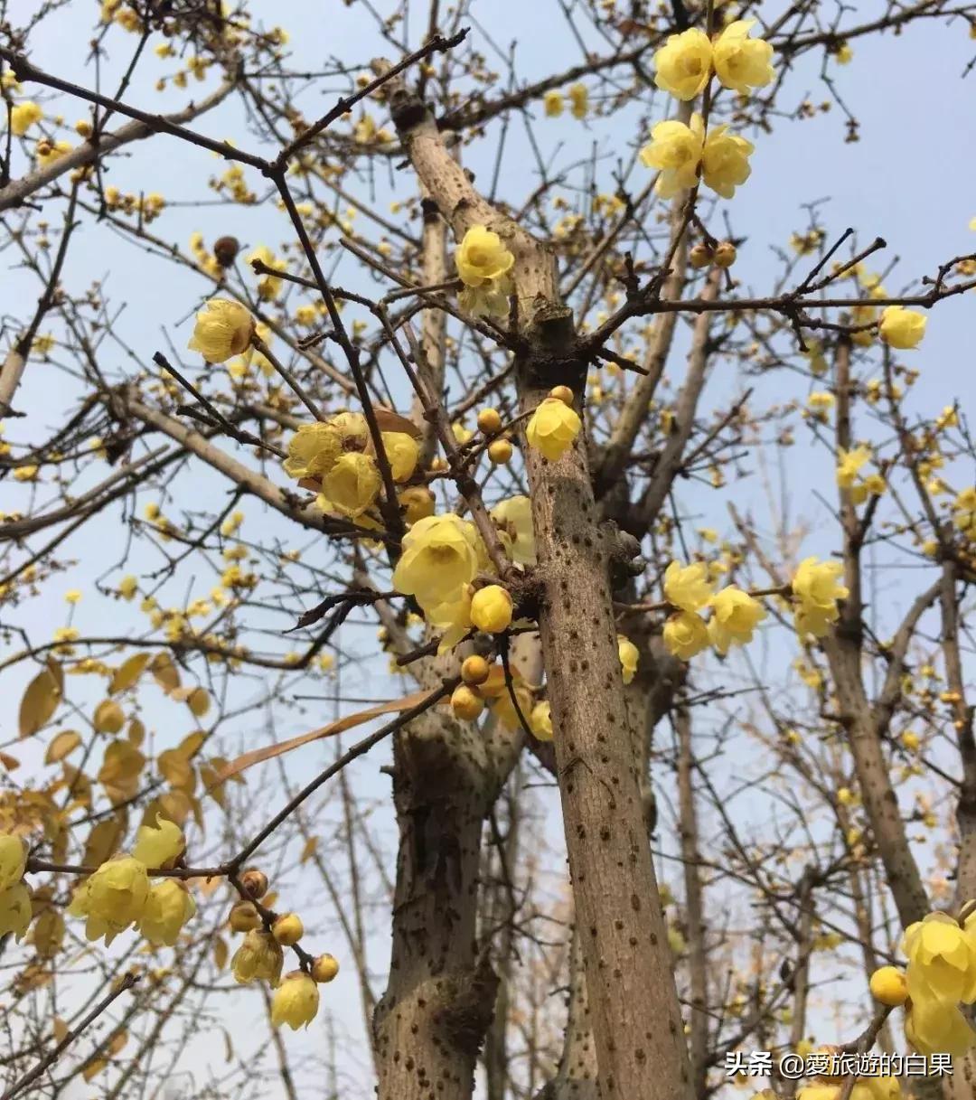 腊梅花开放视频,成都看腊梅的地方