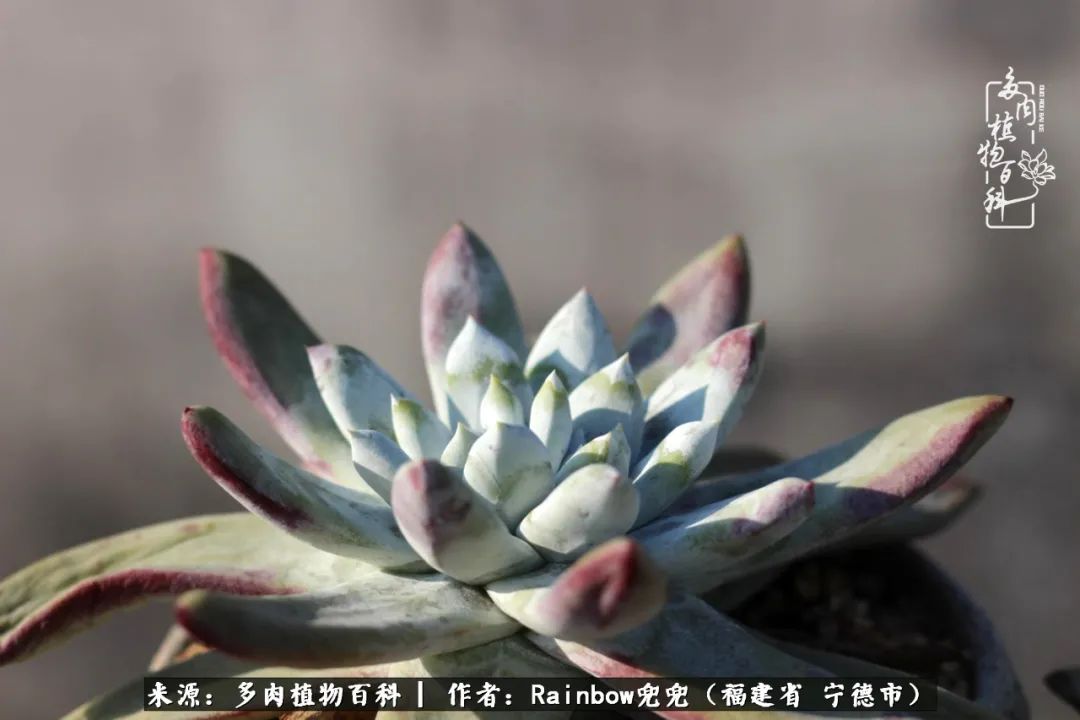 岁月无波澜余生不悲欢是啥意思,愿你岁月无波澜敬我余生无悲欢