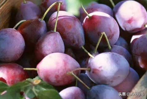 原产自美国，2年就能结果，长得酷似李子，国内种植却卖不上价