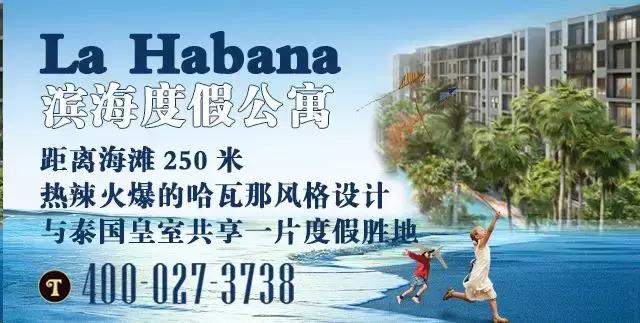 泰国旅游必买的茶叶,小红书爆款山茶花伴手礼