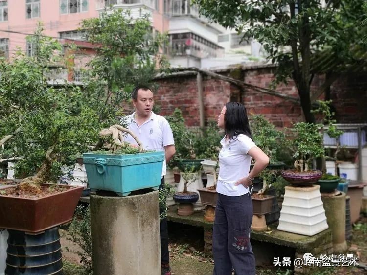 广东的盆景有哪些,适合广东玩的盆景