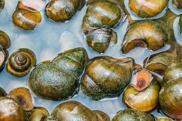 十大寄生虫蔬果,蔬果里为什么有寄生虫