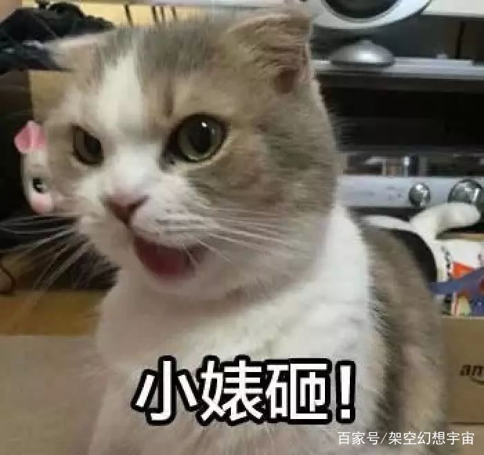 猫咪的迷惑行为历史版,可爱的猫咪黑历史