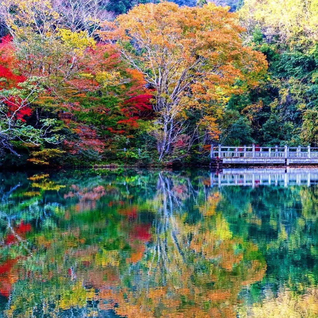 停车坐爱枫林晚风景,停车坐爱枫林晚季节