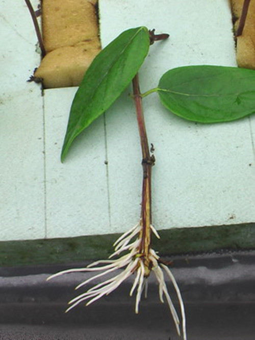 花卉扦插方法教程图解,怎么插一枝花教程简单