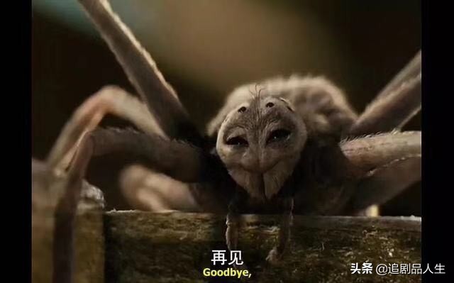 蜘蛛夏洛特和小猪的故事,夏洛特的网小猪与蜘蛛的隔空友谊