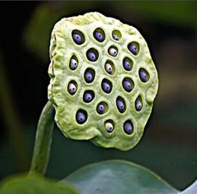 全国农产品地理标志目录湖南篇,湖南省株洲市农产品地理标志名单