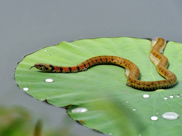 有毒蛇标志,有毒蛇的视频