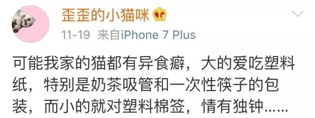 训练猫时可以给猫吃什么,训练猫捕食