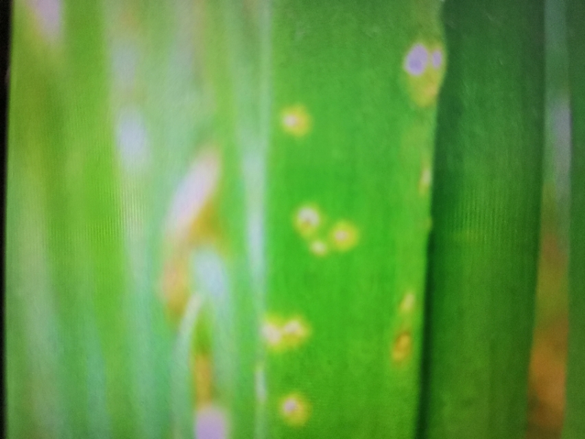 葱得了大葱锈病还能吃吗,葱黄锈病怕什么