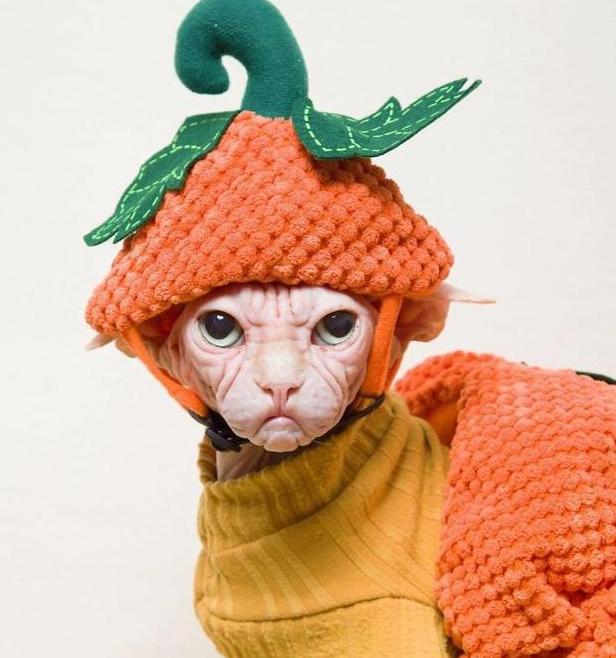 养一只无毛猫会怎么样,无毛猫是不是容易受伤