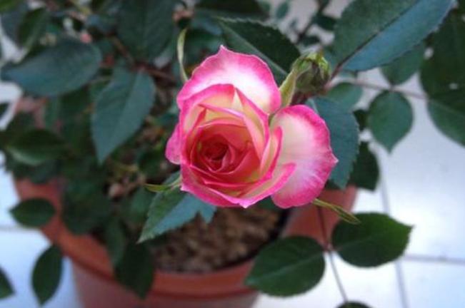 阳台盆栽观赏花,阳台最好养花期长的花卉