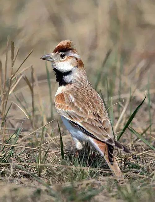 百灵鸟讲究,百灵叫十三口