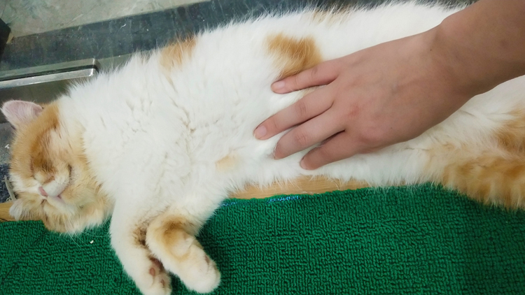 猫咪生病去哪里看,猫咪生病时看什么视频