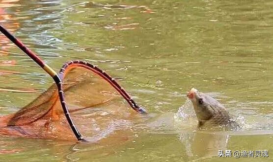 夜钓黑坑鲤鱼偷驴钓近还是远,夜钓黑坑偷驴是钓底还是浮