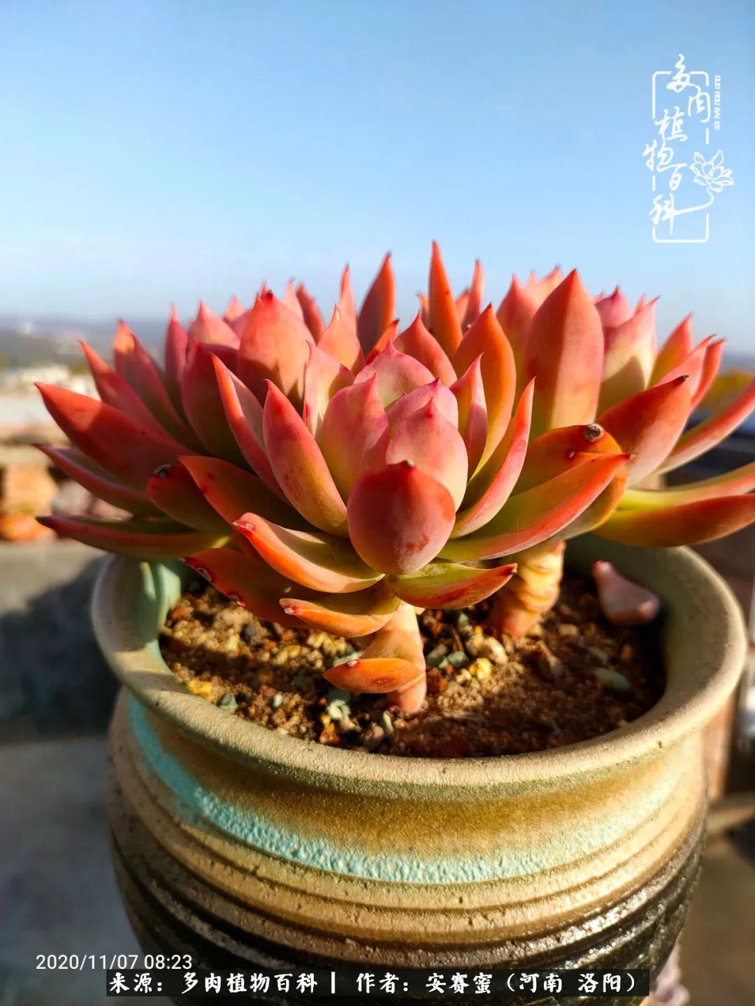 现在是多肉最美的季节,多肉最美的季节来啦