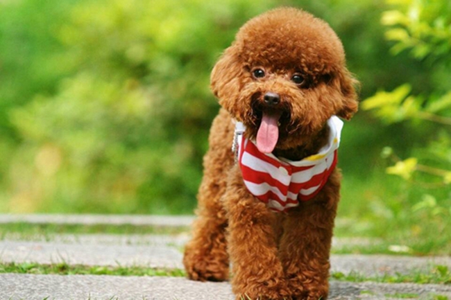 贵宾犬拉肚子,贵宾犬吃花生拉肚子