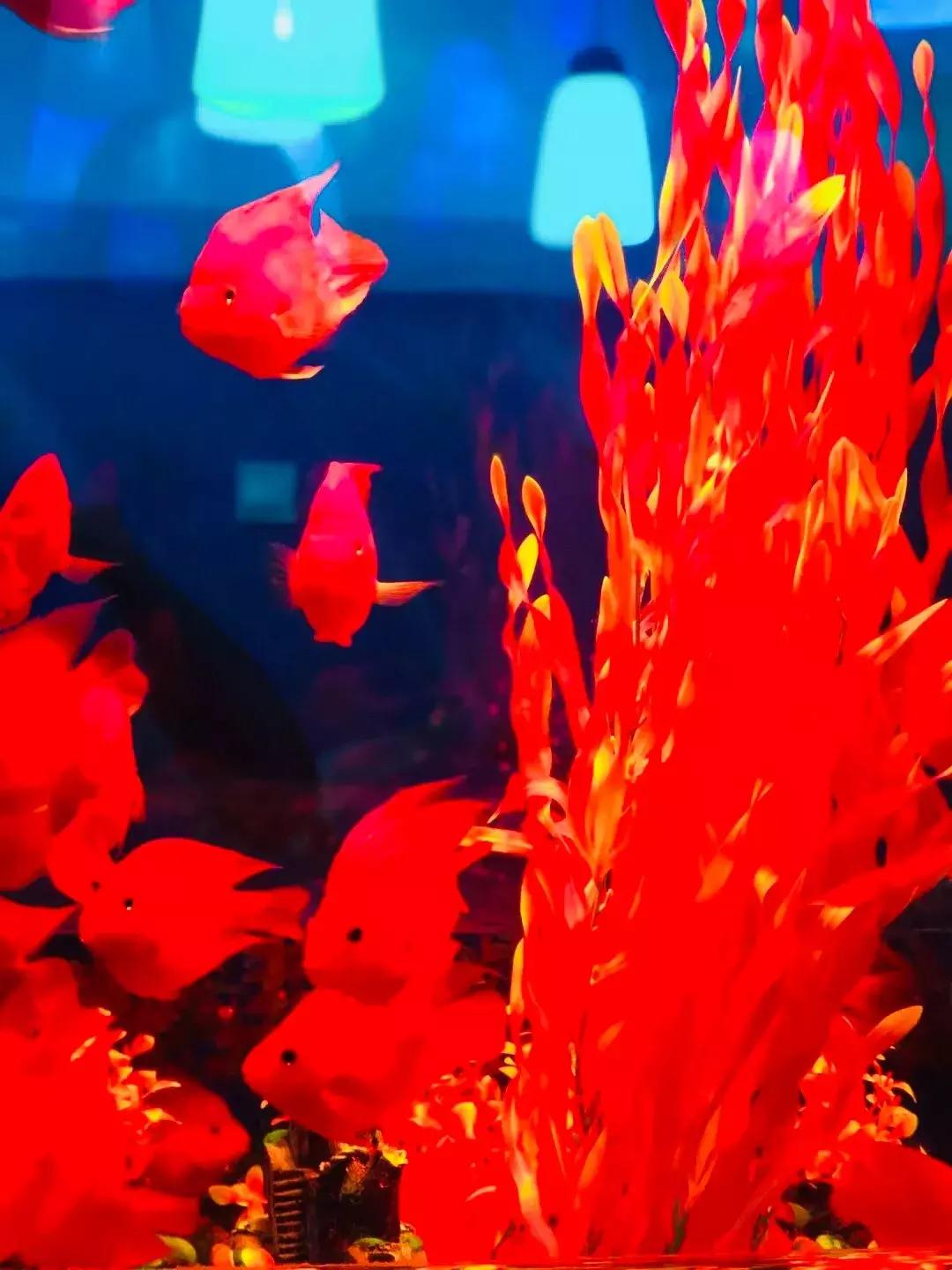 郑州奥林匹克公园萌宠乐园,郑州萌宠乐园长什么样子