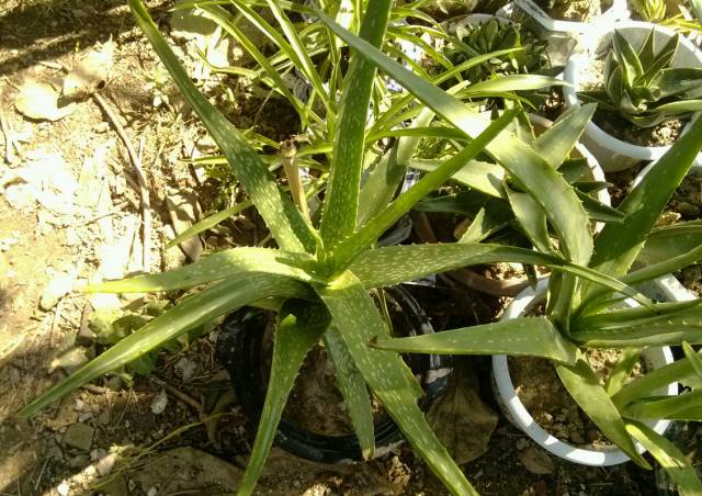 耐活好养的盆栽植物芦荟,芦荟全身都是宝