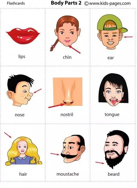 常见身体部位的英语词,人体各部位英语学习