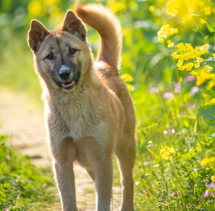 我为什么不吃猪肉,我为什么不吃牛肉