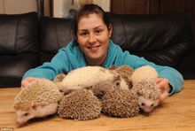 凌晨狗子发现一只刺猬,狗狗捡到了只刺猬