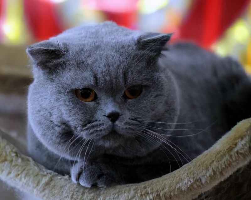 英短14斤算胖吗,英短猫越来越胖怎么办