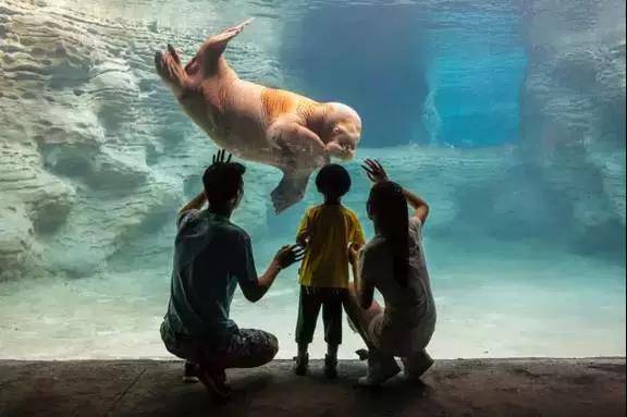 珠海｜游珠海长隆海洋王国+精品主题客栈+早餐+卜卜贝1份仅928