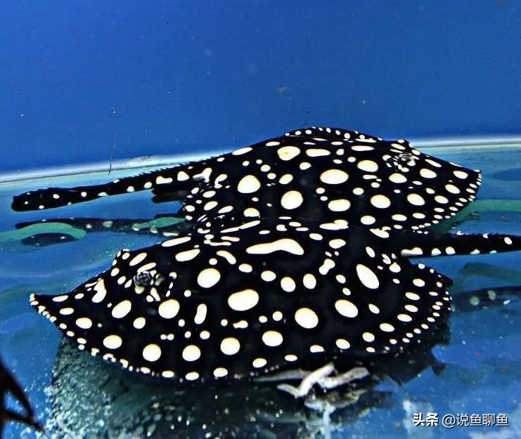 魟鱼的饲养方法和注意事项,魟鱼的治疗