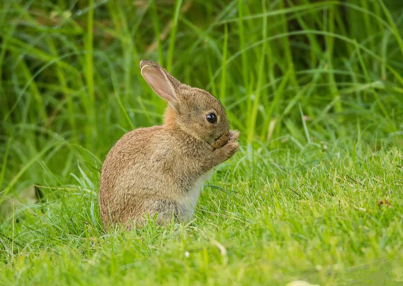 兔波氏杆菌病治疗方法,兔病特征与兔病的预防和治疗