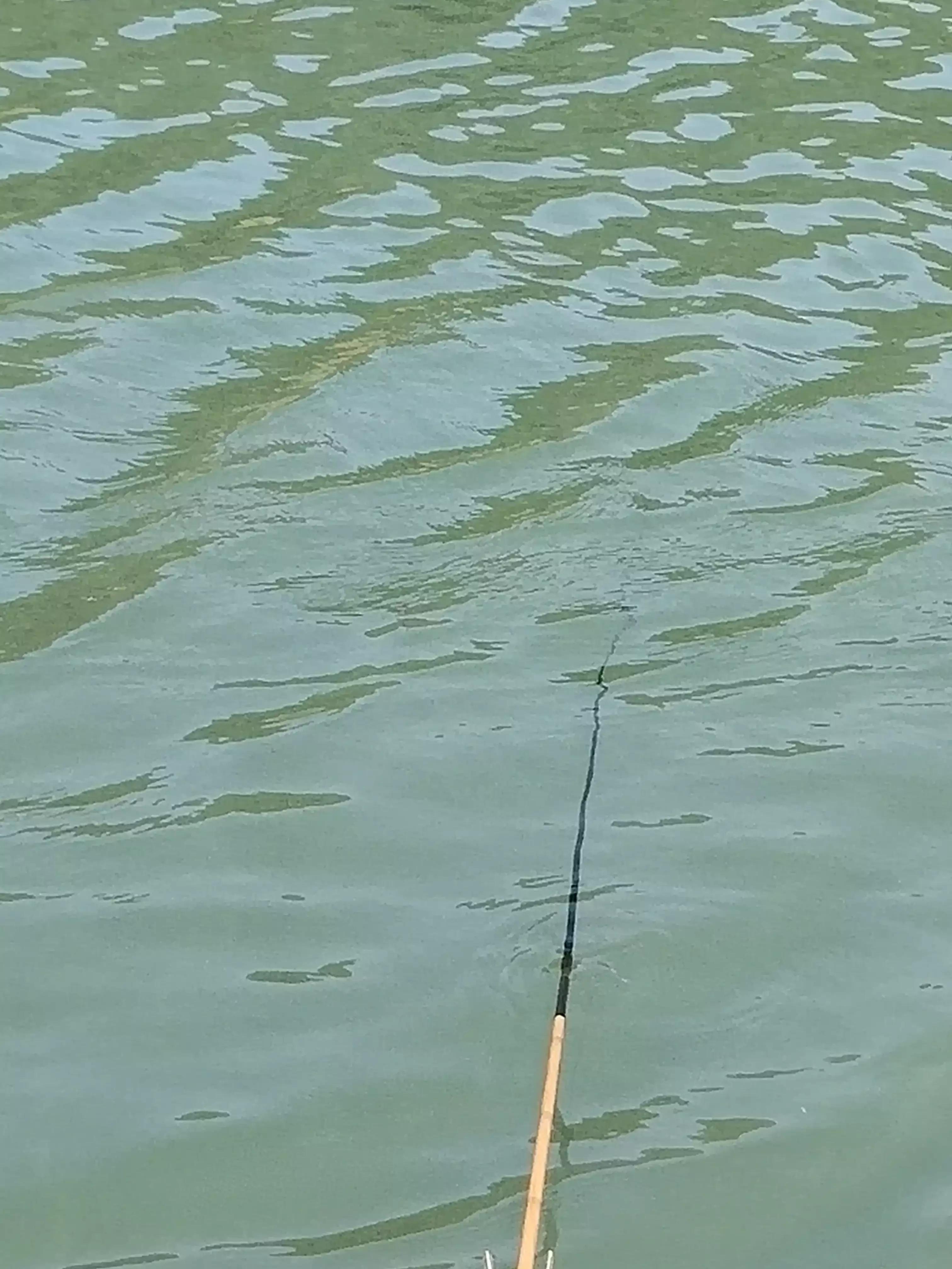 宁波镇海钓鱼野钓最新地点,宁波九龙湖水库钓鱼攻略