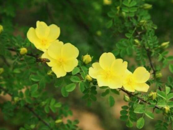 爬藤蔷薇花的扦插养殖方法,爬藤蔷薇花的盆栽养殖方法视频