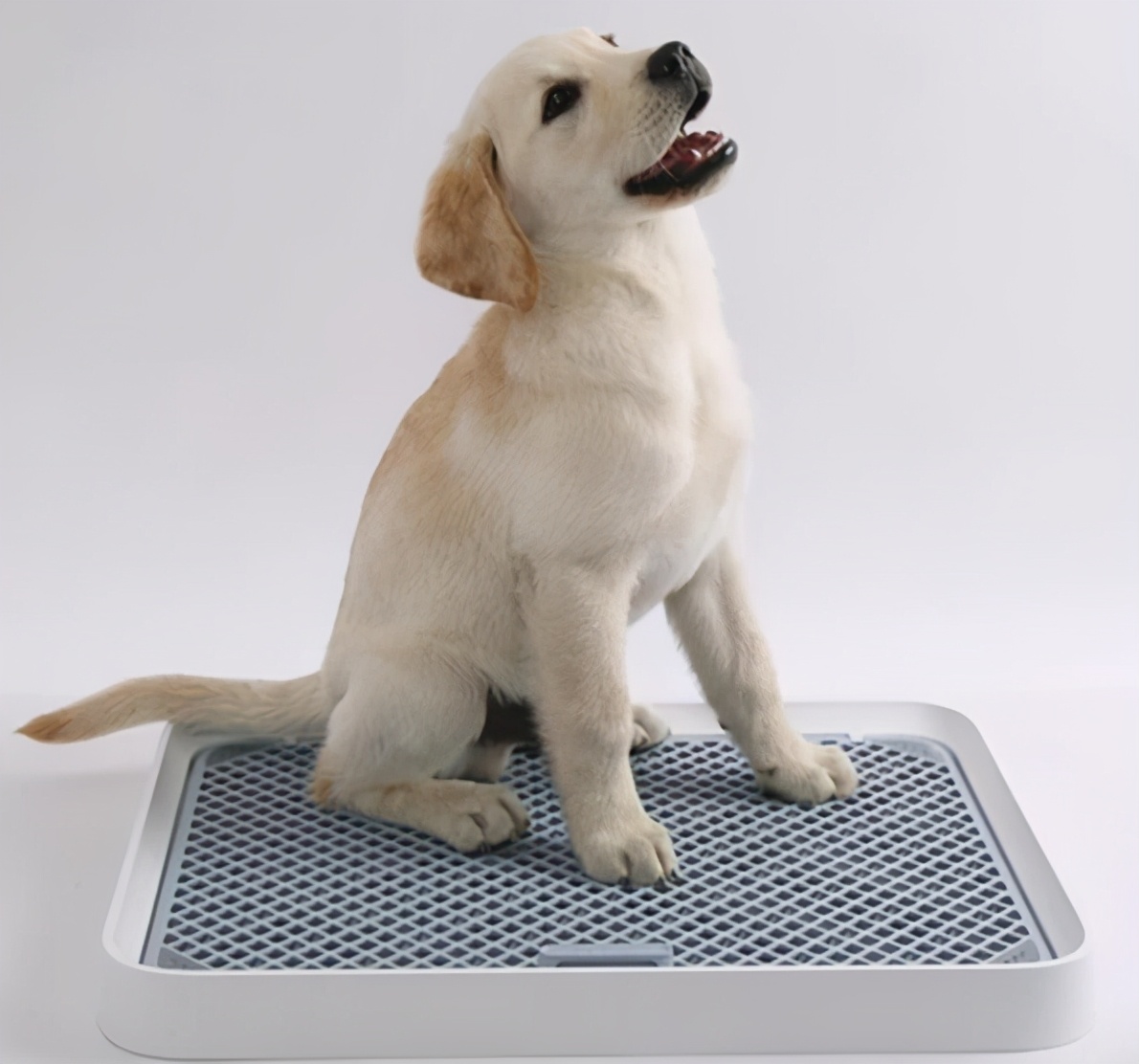 狗狗到处尿尿泰迪怎么教,狗狗总是在家定点撒尿怎么办