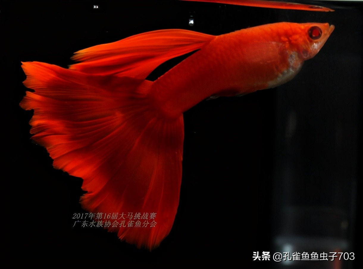 孔雀鱼生病了能自愈吗,孔雀鱼生病为啥要停食