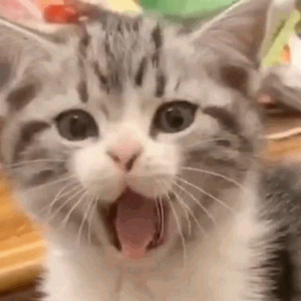 猫咪饲养管理现状,猫和老鼠猫咪现状