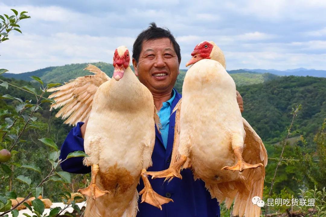 自驾29分钟到，昆明边大片红将军成熟可摘，1口糖心甜蜜又多汁