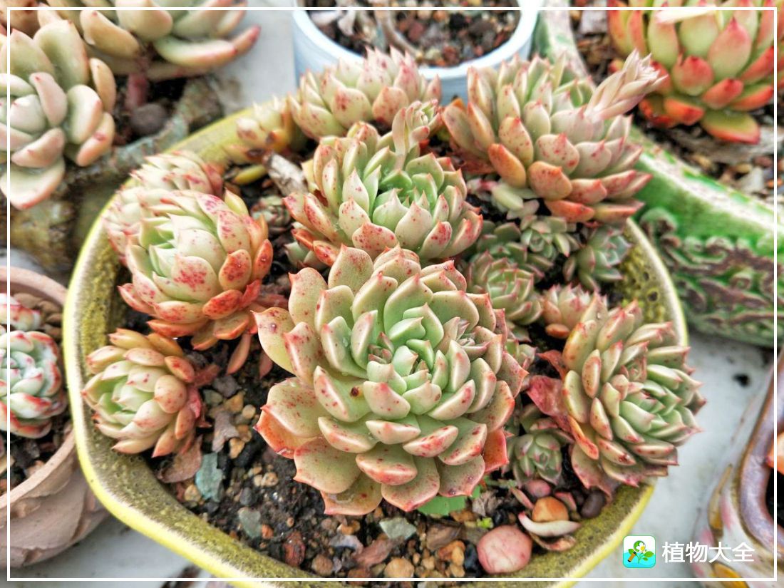 艾格尼亚多肉植物,多肉植物奥利维亚