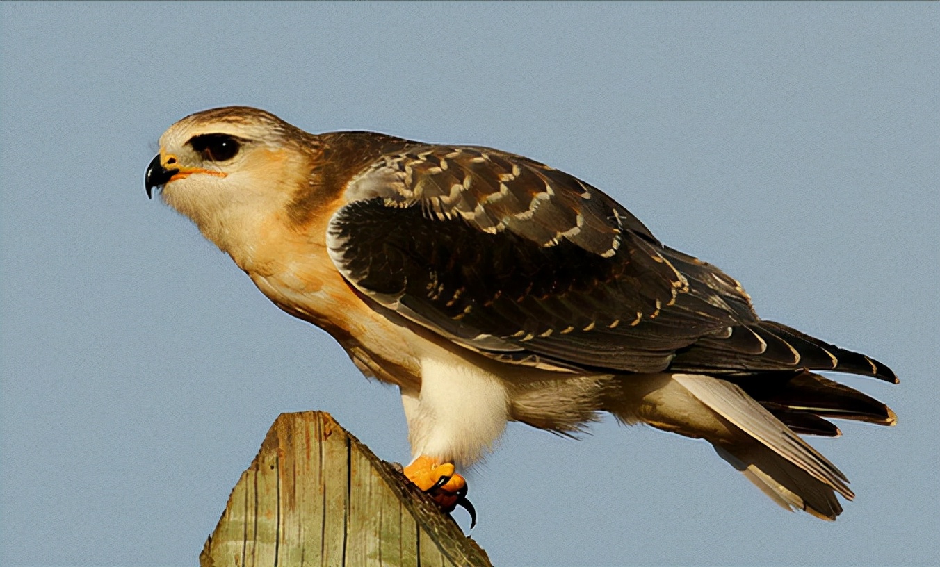 东江揽胜,惠州淡水常见鸟类图谱