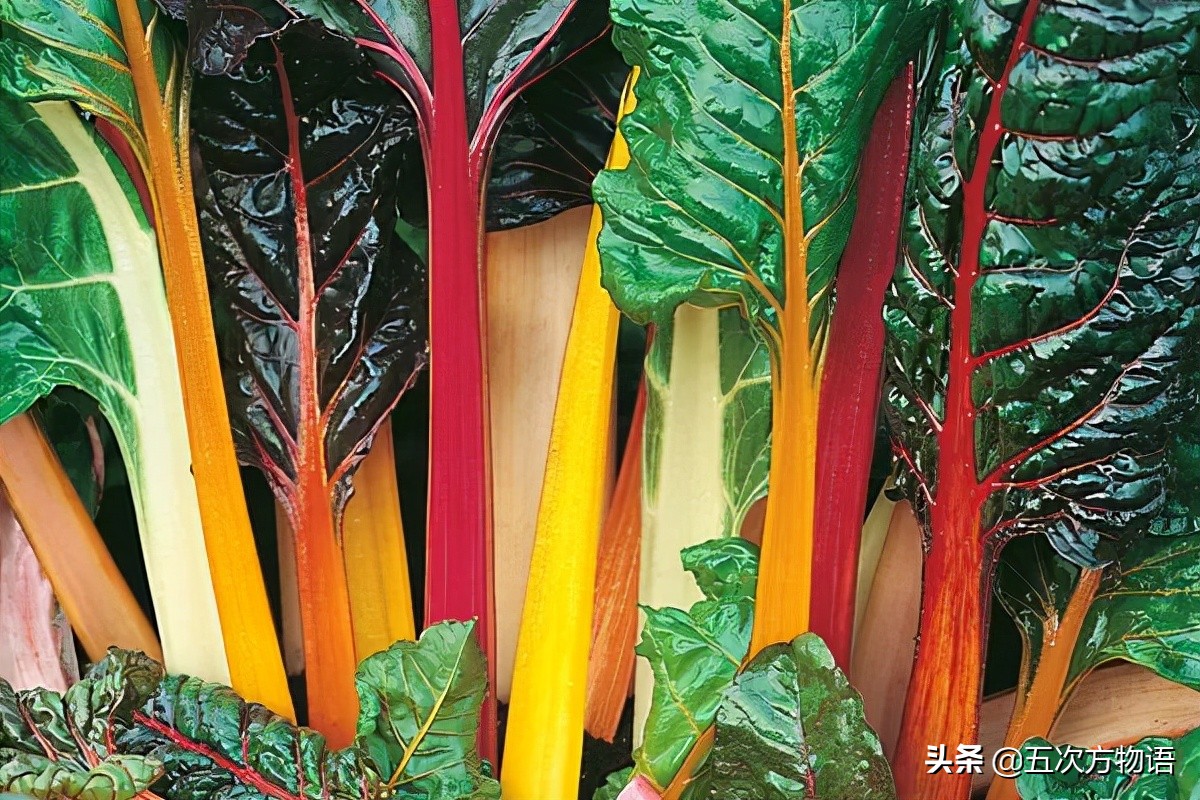 欧洲十大奇怪蔬菜 (欧洲冷门蔬菜)