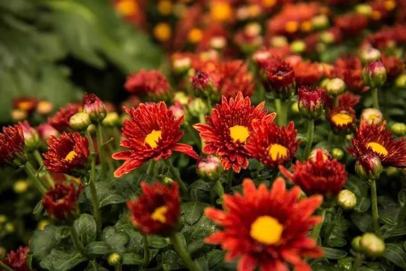 雕弓阅读理解题及答案,雕弓读报