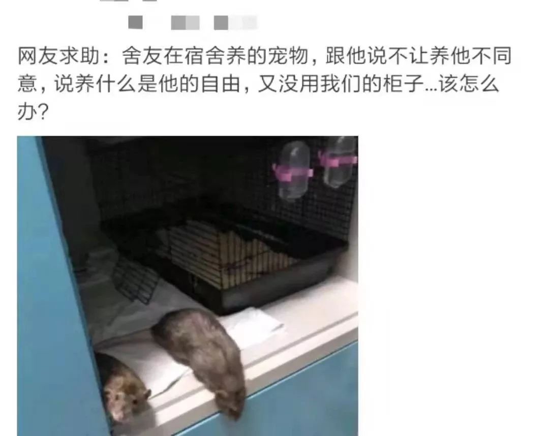 那些年舍友养过的奇葩宠物,你们身边的人都养什么奇怪的宠物