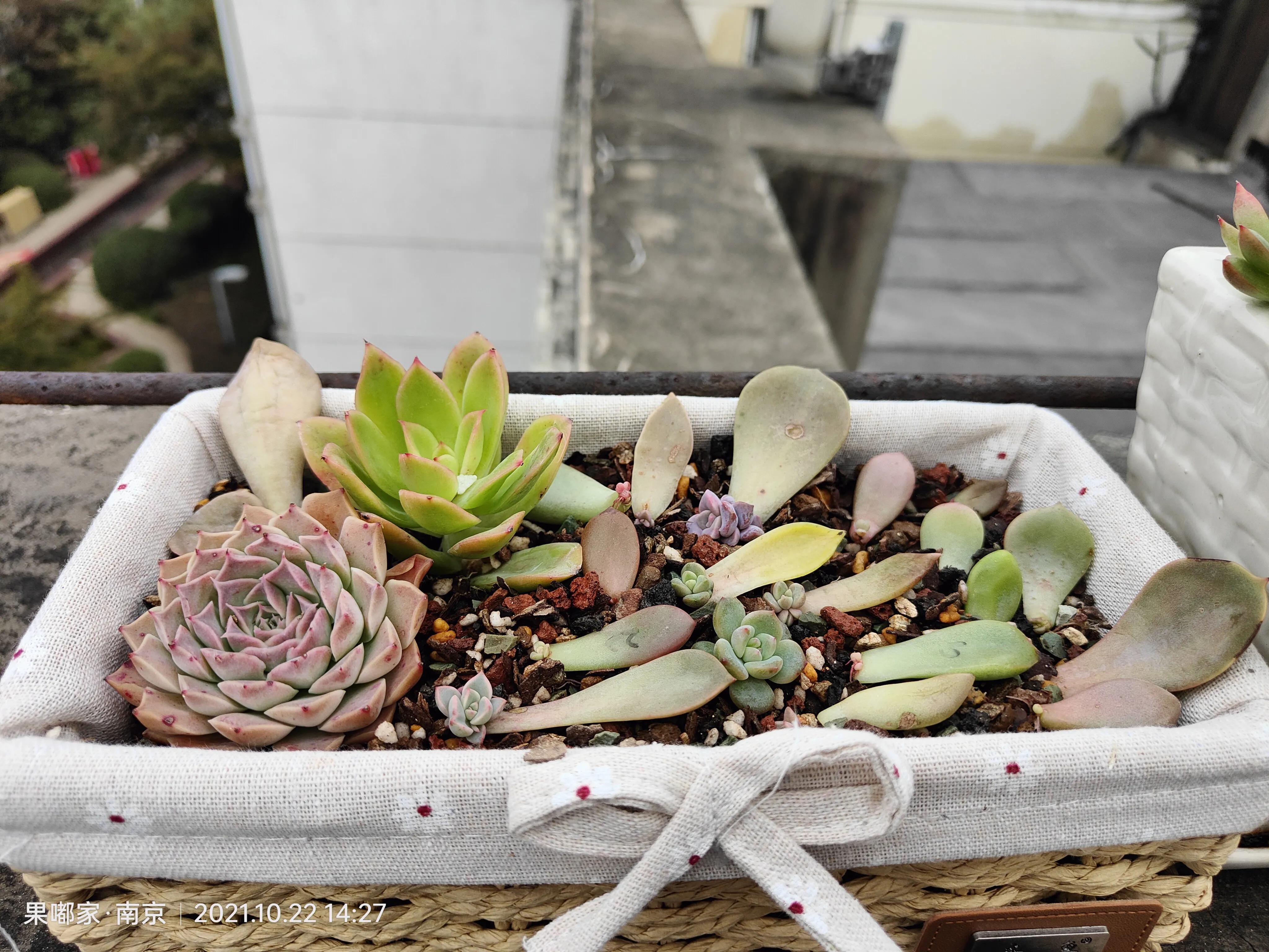 肉肉变美的季节到了,怎么把肉肉练精致