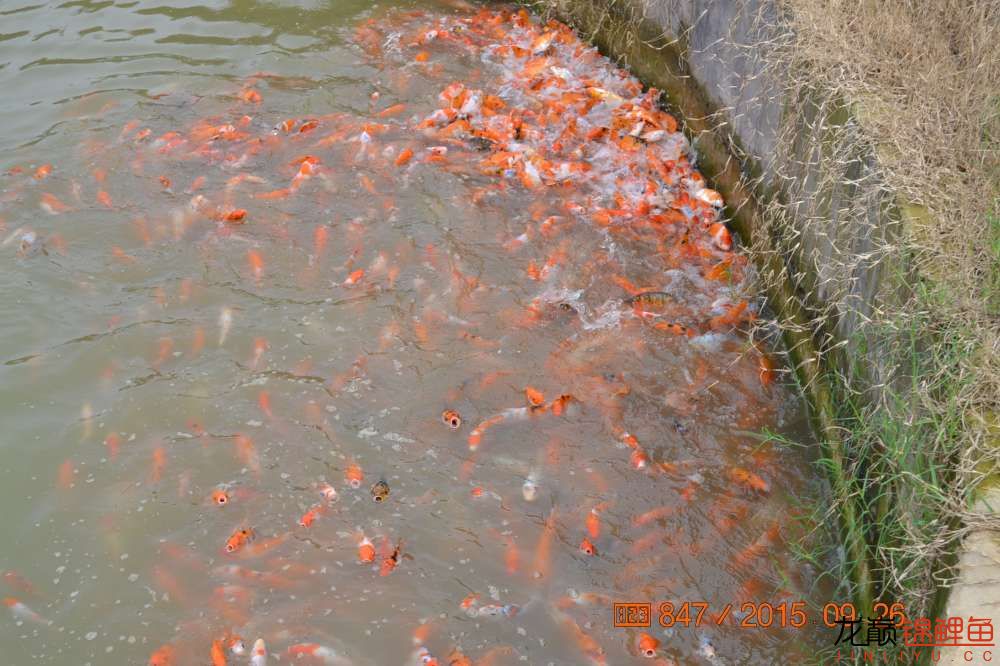 锦鲤苗成长,日本锦鲤水花苗成长