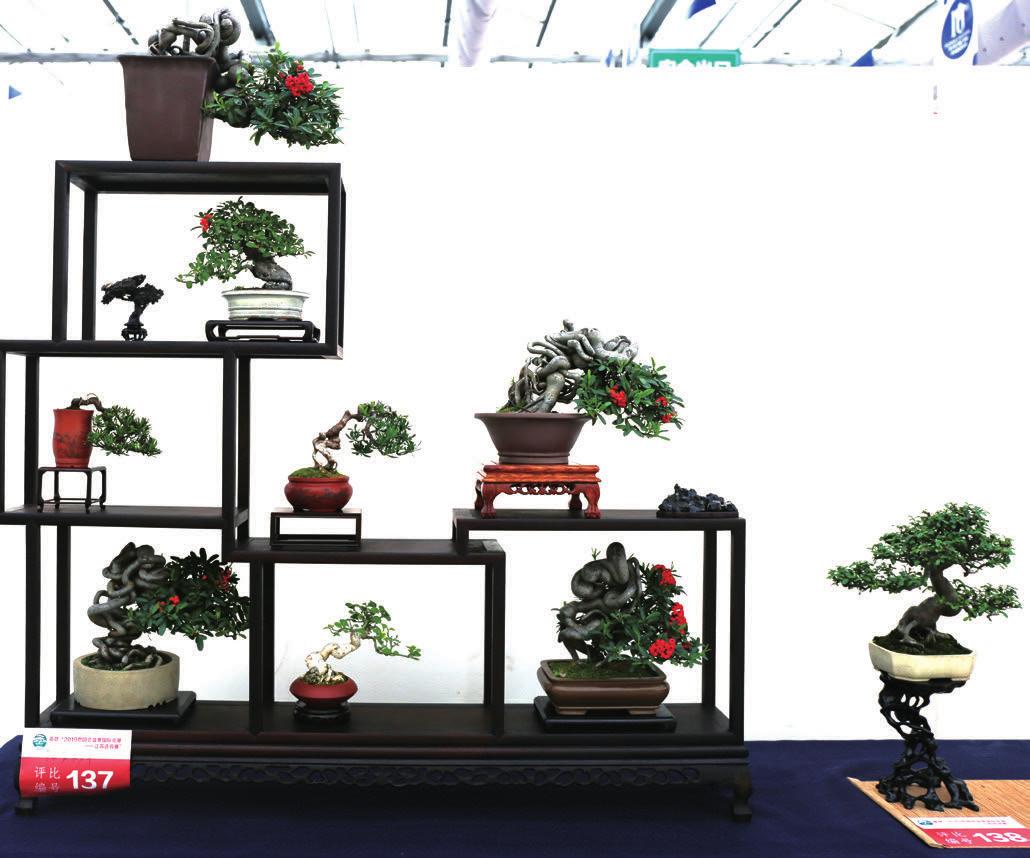 盆景产业现状,中国最大盆景产业基地