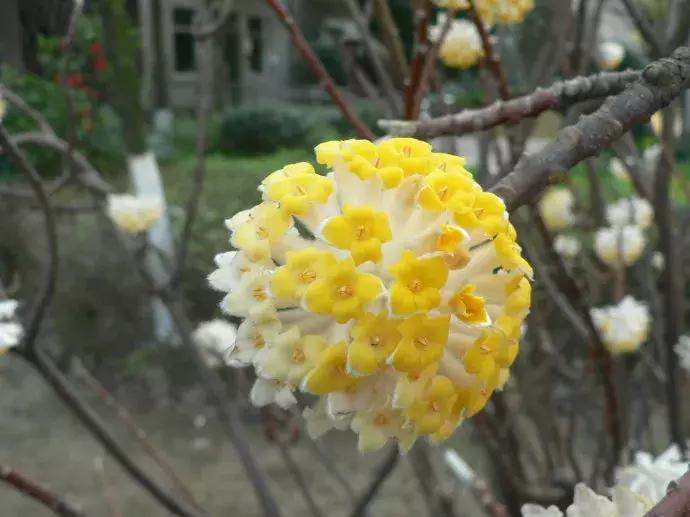 100种百花图谱大全,好书推荐快来领取你的宝藏书单