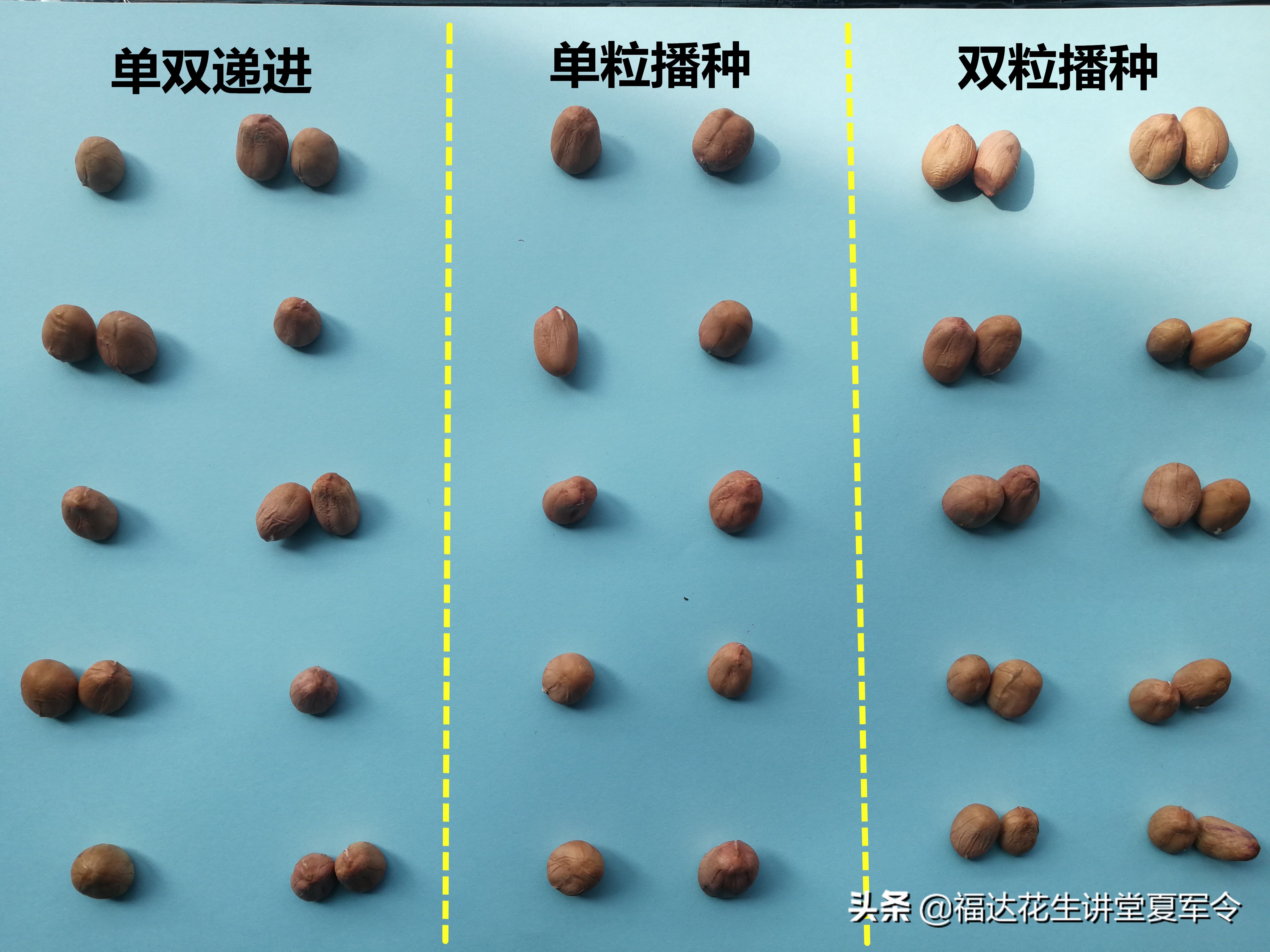 如何确保花生一播全苗,花生种植实行全程技术指导服务