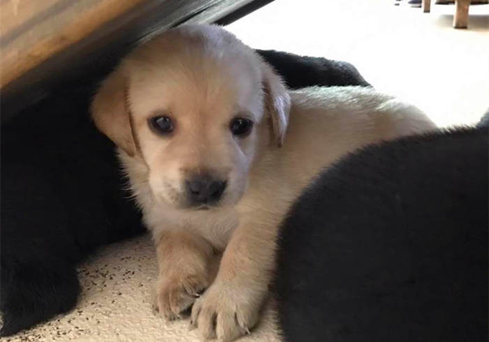 幼犬细小心肌炎的症状,小狗肺炎呼吸急促应该怎么缓解