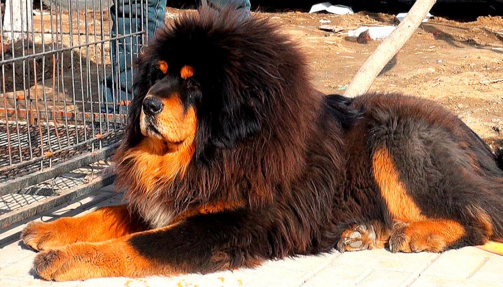 藏獒这10年来都经历了啥,曾经市价3000万的藏獒现状如何