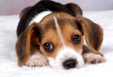 狗狗心理疾病有哪些,狗狗常见的疾病有哪些