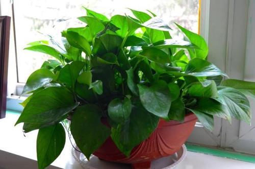 绿萝养殖营养液,绿萝的养殖方法和注意事项大全